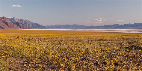 Death Valley Wildflowers, Rainfall and Super Blooms - Great Basin School of Photography