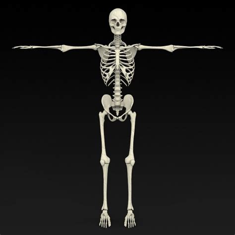 3D Realistic Human Skeleton | CGTrader