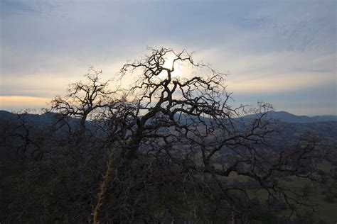 Free stock photo of mountains, sunset, tree