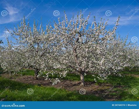 Orchard Blossoms stock photo. Image of branch, farm, outdoor - 24744374