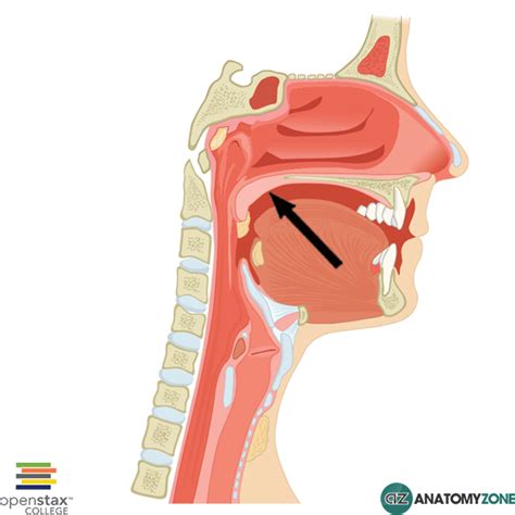 Soft Palate - AnatomyZone