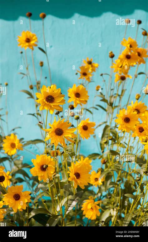 perennial, topinambur, perennials, topinamburs Stock Photo - Alamy