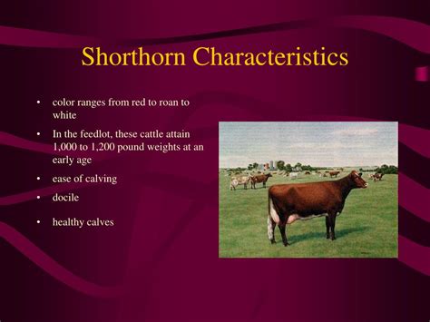 PPT - Breeds of Dairy Cattle PowerPoint Presentation - ID:272852