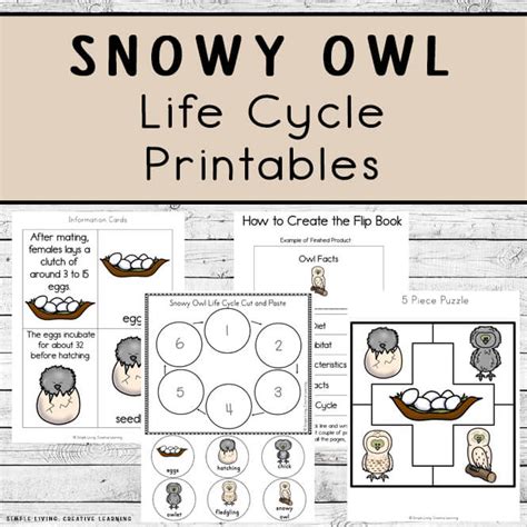 Snowy Owl Life Cycle Printables - Simple Living. Creative Learning