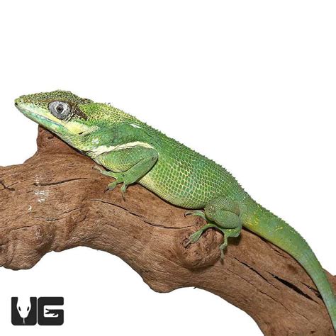 Adult Cuban Knight Anoles (Anolis equestris) For Sale - Underground ...