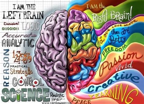 left brain vs right brain | Brain illustration, Left brain right brain, Right brain