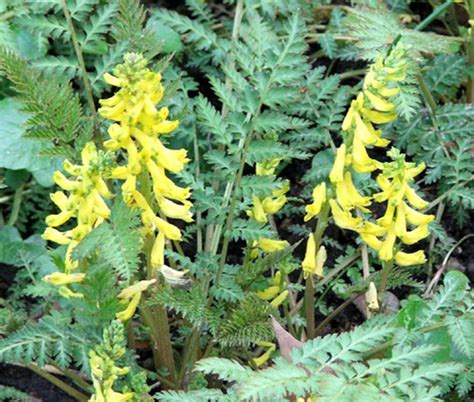 Corydalis Ferny Corydalis Cheilanthifolia Seeds