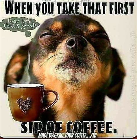 Funny Coffee Memes With Animals | fwtai