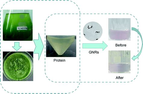 Label-free and sensitive detection of microalgae protein using GNRs-based resonance light ...