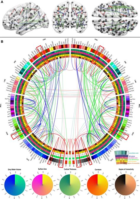 Graphical representation of the human brain connectivity scaffold.... | Download Scientific Diagram