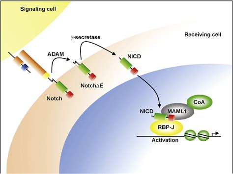 Scheme of the Notch signal transduction cascade. Ligand binding to the... | Download Scientific ...