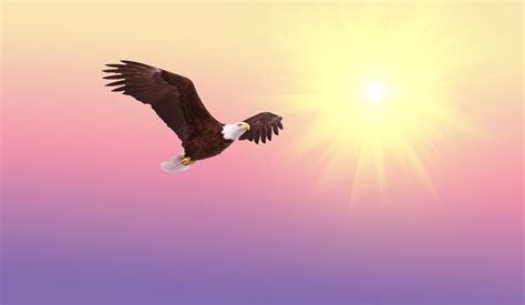 What Does An Eagle Symbolize In The Bible? — Catholics & Bible