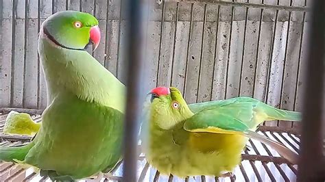 Green Parrot Mating Call - YouTube