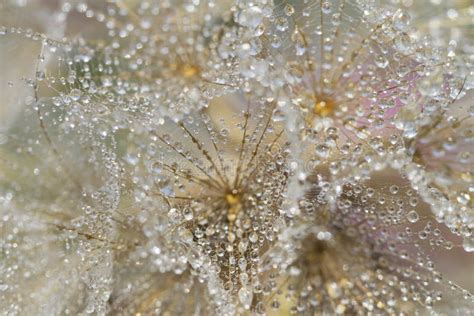 Goatsbeard Seed Head stock photo. Image of stalk, goatsbeard - 20021218