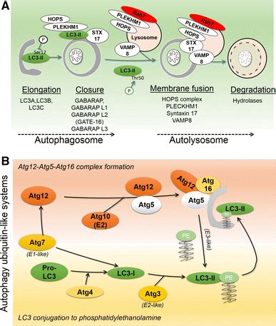 Autophagosome formation and degradation. a Autophagy involves ...