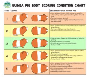 Signs Your Rabbit or Guinea Pig is Overweight or Underweight - Oxbow ...