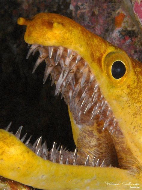 The razor-sharp teeth of the fangtooth moray eel : r/natureismetal