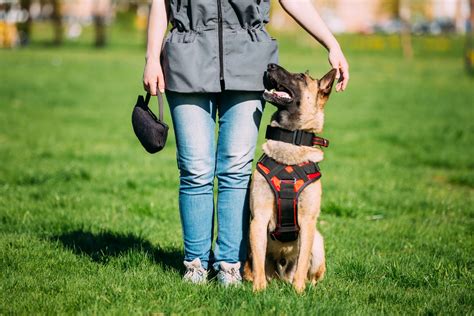 Male Vs. Female Belgian Malinois: The Key Differences