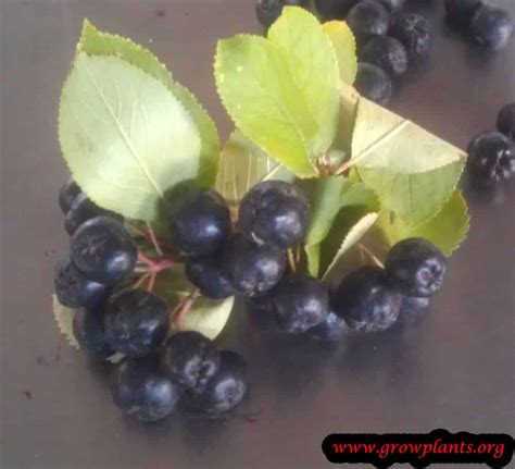 Aronia berry - How to grow & care