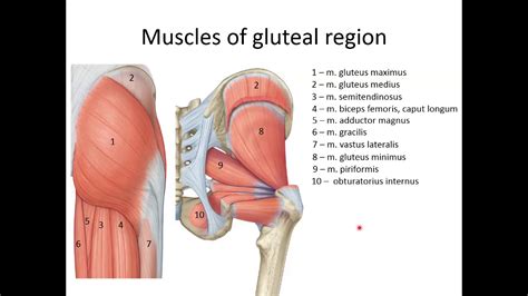 Muscles of pelvic girdle and lower extremity - YouTube