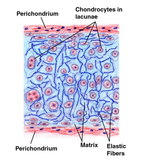 Hyaline cartilage structures Diagram | Quizlet