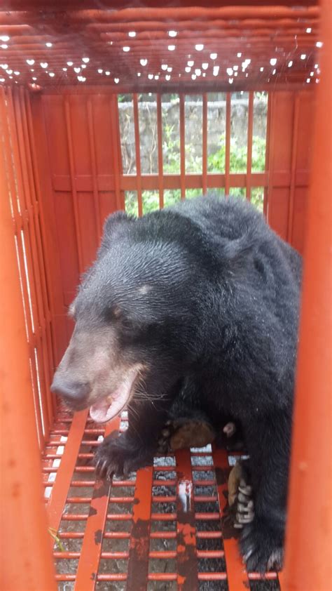 Moon bear rescue, Vietnam