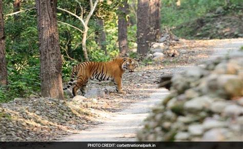 Corbett Tiger Reserve Reopens For Tourists After Nearly 3 Months