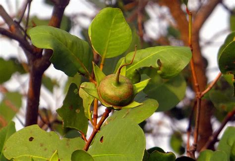 mangrove apple, Sonneratia Caseolaris, Mangrove, Apple, seed pod, west ...