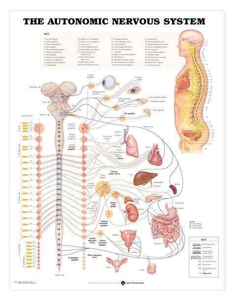 Autonomic Nervous System Chart | Autonomic Nerves Poster 9781587790010