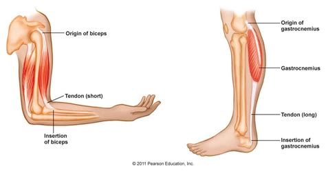 There are three parts of a muscle: origin, belly, and insertion. The ...