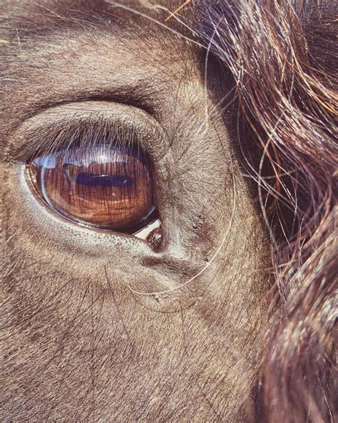 The 7 Most Common Horse Diseases & their Symptoms - Seriously Equestrian