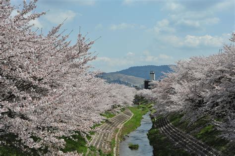 The Boulevard of Cherry Blossom in Nara - Kansai chan