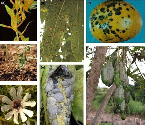 Examples of common fungal diseases of plants. (a) Rust on flax (Linum ...