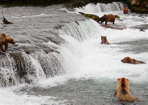 See Where the Road Leads: Viewing Bears in Action at Brooks Falls