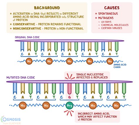 Missense Mutation: What Is It, Causes, and More | Osmosis