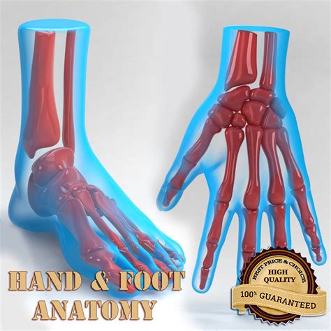 hand foot anatomy 3d model