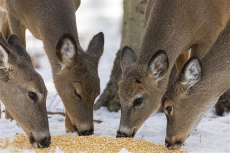 Deer Baiting Ethics: Weighing the Pros and Cons - Wide Open Spaces