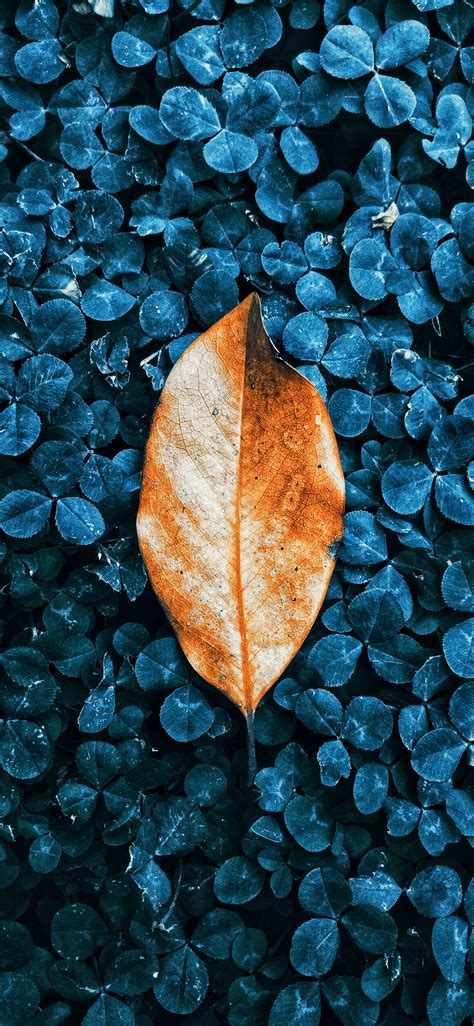 Blue Leaf iPhone Wallpapers - Wallpaper Cave