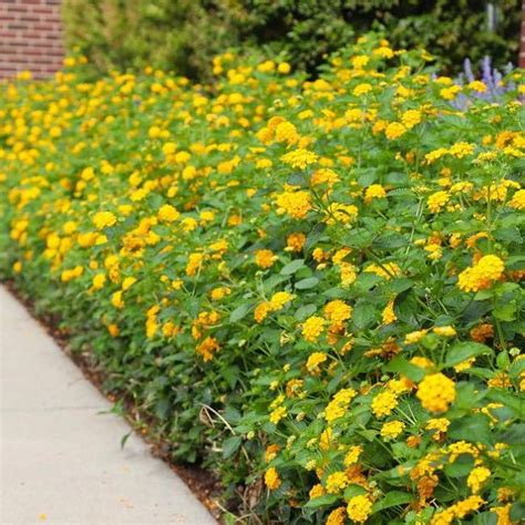 14 Best Yellow Shrubs For Your Yard And Garden