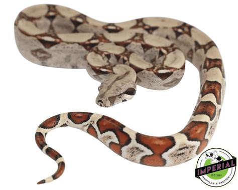 Colombian Red Tail Boa For Sale - Imperial Reptiles – IMPERIAL REPTILES ...