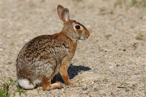 Eastern Cottontail Rabbit Facts | Anatomy, Diet, Habitat, Behavior - Animals Time