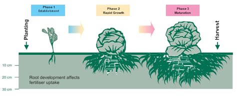 3Phase program for growing lettuce on sandy soils | Agriculture and Food