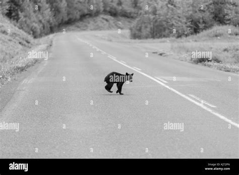 Black bear in the forest Stock Photo - Alamy