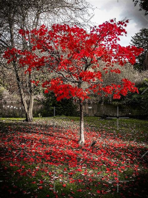 "Autumn in Greenwich Park" by Yellow-14 | Redbubble