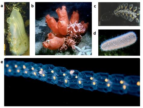 Tunicates : Can the study of obscure marine animals shed light on ...