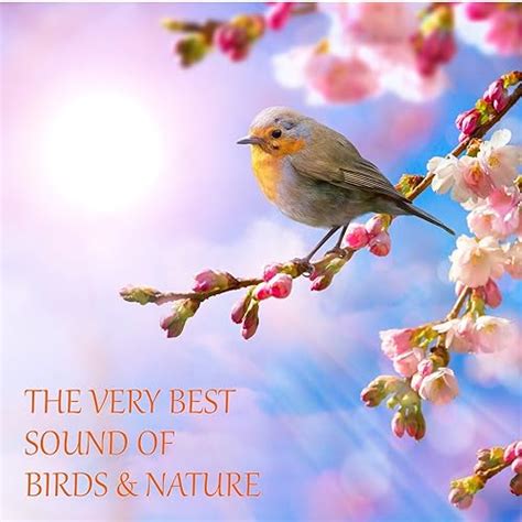 Birds Singing Early Morning Before Sunrise von Life Sounds Nature bei ...