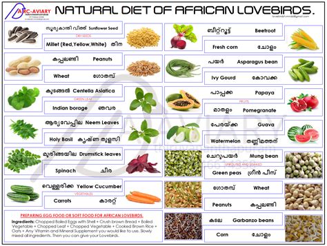 Natural Diet of African Lovebirds Poster