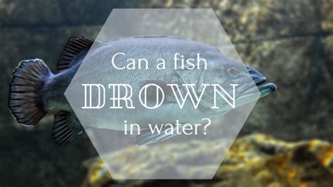 Can Fish Drown In Water? - Science Trends