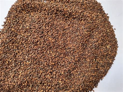 Brown Gingelly Seed at Rs 90/kg in Ariyalur | ID: 23362492630