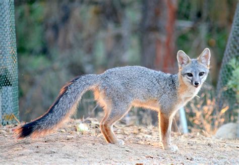 California Grey Fox (Urocyon cinereoargenteus) | taken Santa… | Flickr